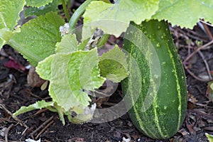 A plump, juicy cucumber ripening on the vine.