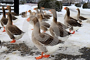 Plump Perigord geese with red beaks walk around farm in winter. Goose Farm, gray geese, fattened duck, waterfowl, poultry. Gourmet