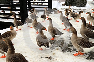 Plump Perigord geese with red beaks walk around farm in winter. Goose Farm, gray geese, fattened duck, waterfowl, poultry. Gourmet