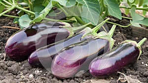 A of plump purple eggplants growing in a raised bed garden. The shiny skin hints at their firmness and the rich deep photo