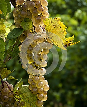 Plump Ripe White Grapes