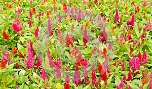 Plumped celosia flower