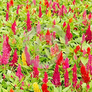 Plumped celosia flower