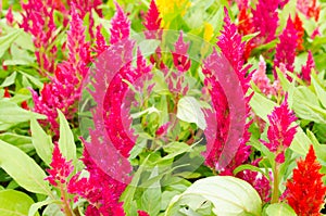 Plumped celosia flower