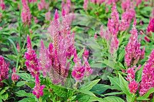 Plumped celosia