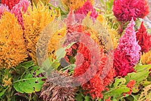Plumped celosia flower in the garden