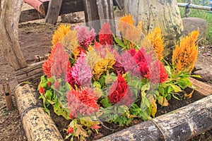 Plumped celosia flower in the garden