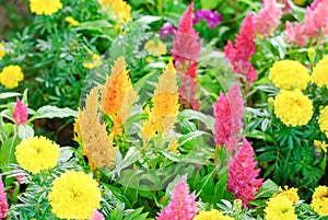 Plumped Celosia Flower In The Garden