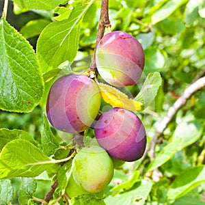 Plums
