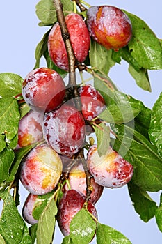 Plums