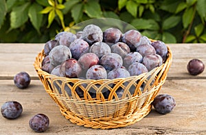 Plums On Basket On Old Table In Garden Outdoor