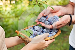 Plums in the basket