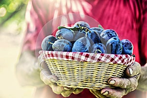 Plums. Blue and violet plums in the garden on wooden table.Farmer holding a basket full of fresh plums