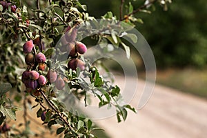 Plums on the branches of a tree. Agriculture, agronomy, industry