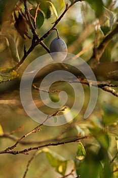 Plums on the branches of a tree. Agriculture, agronomy, industry