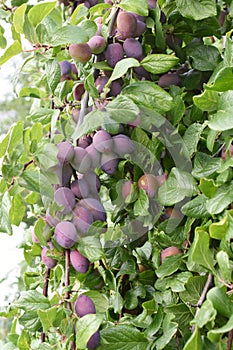 Plums hanging on a plum tree outdoors