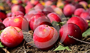 plums plucked from orchard