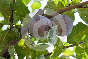 The plums on plum tree