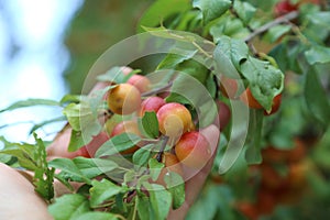 Plums ripen on a tree