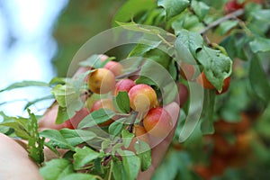 Plums ripen on a tree photo