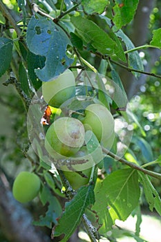 Plums ripening on a plum tree