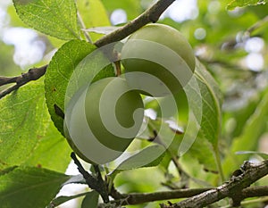 Plums ripening on a plum tree