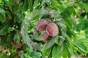 Plums still a red fruit harvesting in orchard