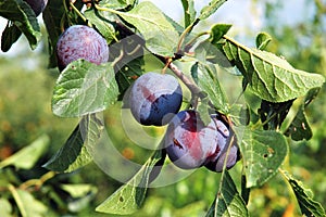 Plums on the tree 1 photo