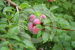 Plums on tree