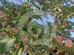 Plums on tree