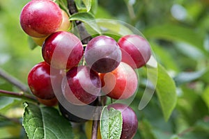 Plums on the tree