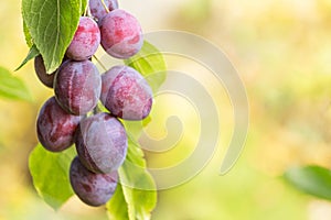 Plums on the tree branch, background with copy space