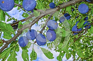 Plums on tree - Plum fruit