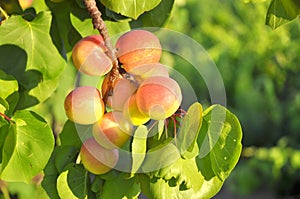 Plums on tree in summer