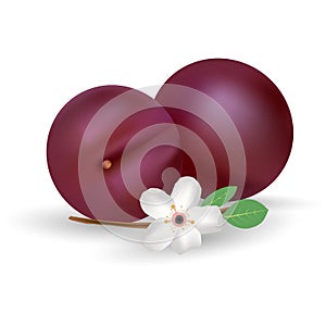 Plums Vector Icon. Fresh And Juicy Fruit Isolated On A White Background.