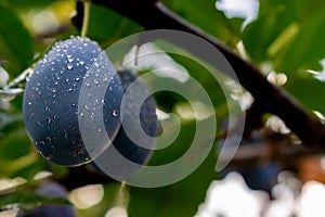 Plums with water drops hanging on a tree. Fresh ripe plums on the branch with leaves on Green background.