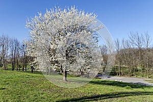 Plumtree in blossom through springtime in the park