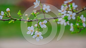 Plumtree white flowers in the spring