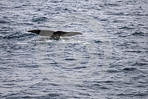 Plunging whale fluke of sperm whale  diving at Andenes, Norway