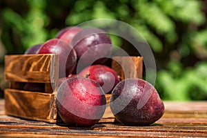 Pluot, mix of plum and apricot in wooden box close