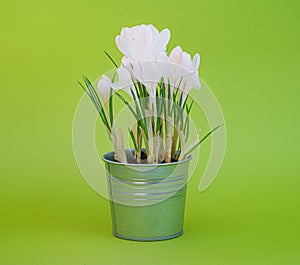 plural crocuses or croci is a genus of flowering plants in the iris family.