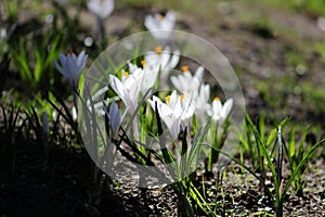 Plural white crocuses or croci in backlight is a genus of flowering plants in the iris family