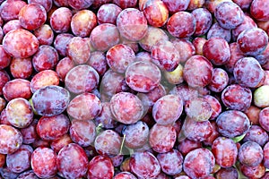 Plurality of red plums fruit photo