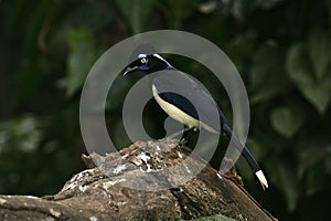 Plush-creasted jay, Cyanocorax chrysops