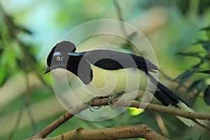 Plush crested jay