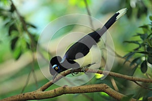 Plush-crested jay
