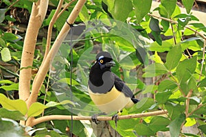 Plush-crested jay (Cyanocorax chrysops)