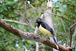 Plush-crested Jay or Cyanocorax chrysops bird in the forest of Iguazu Falls National Park, Argentina