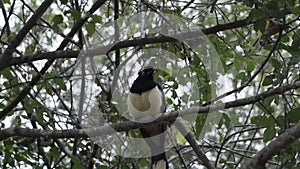 plush crested jay, Cyanocorax chrysops, ina tropical tree