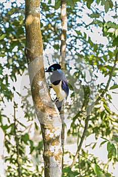 Plush crested Jay in Iguazu Park, Argentina